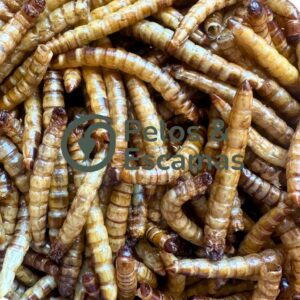 Tenébrio Desidratado Molitor Nutricional para Aves e Répteis 30g