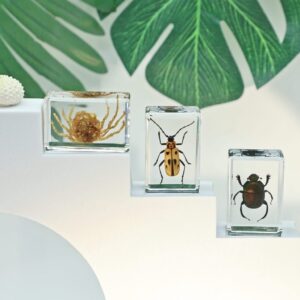Artesanato de resina transparente de inseto Lembranças de viagem Ciência popular para crianças Brinquedos cognitivos