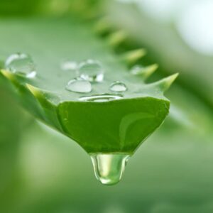 Extrato Glicólico de Babosa – Aloe Vera (100ml)