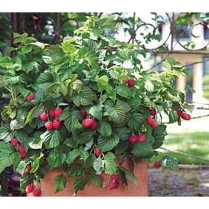 Kit Sementes de Frutas Anãs para Mudas