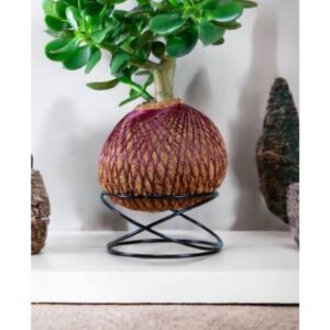 3 suportes aramados para Kokedama e Suculentas (3 modelos diferentes).