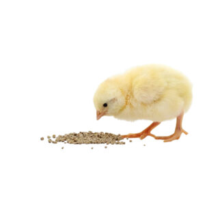 Ração Premium para Pintinhos 1kg – Crescimento Rápido e Saudável