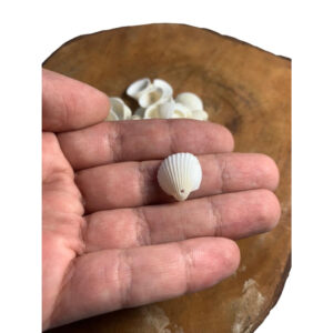Conchas Marinha C/Furo Artesanato Natural Mar Berbigão Pequenas Miúdas 50 Unidades