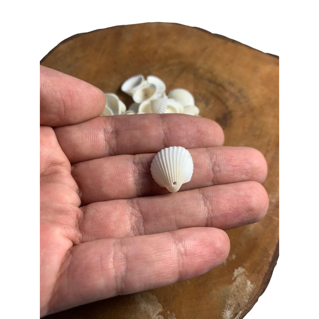 Conchas Marinha C/Furo Artesanato Natural Mar Berbigão Pequenas Miúdas 50 Unidades