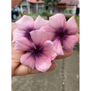 EXCLUSIVO 50 Sementes Vincas Madagascar Multicoloridas Cores Exóticas. Premium EXCLUSIVO T5