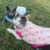 Roupa pet fleece de coração, roupa de frio para cachorro e gato, presente comemorativo