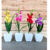 kit 4 vasinhos Arranjo mini Orquídeas Planta Artificial Decorativa Vaso varias cores
