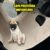 Capa protetora para banco impermeável pet cães e gatos com abertura para cinto segurança – coleira