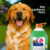 Shampoo Com Condicionador Para Cachorro E Gato Pet Shop – 5L -Linha Pet- shampoo Pet shop- 1 Unidade